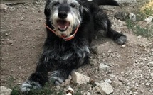 Calvi : qui a vu la chienne de "Nos amis à quatre pattes" ?