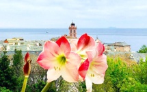 La photo du jour : comme un jardin suspendu au-dessus de Bastia