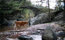 La photo du jour : pont génois dans le forêt de Tartagine