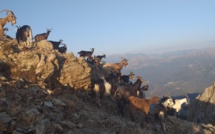 La photo du jour : les chèvres de Punta A Ghjesgia
