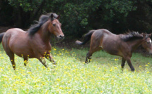 Coronavirus : une aide aux professionnels de la filière équine.