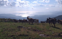 La photo du jour : les chèvres redescendent de a punta a ghjesgia