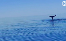 VIDEO - Un rorqual filmé au large du Golfe de Porto