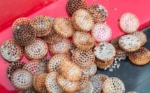 Porto Vecchio : les filtres plastiques, un fléau invisible qui pollue le littoral