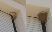 Porto-Vecchio : destruction illégale de nids d’hirondelles