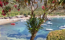 La photo du jour : le laurier rouge de Girolata 