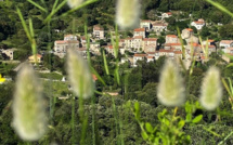 La photo du jour : derrière les fleurs des champs, Guargualé