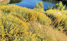 La photo du jour : L’or du Rizzanese