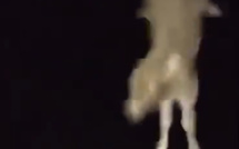 Corse : la vidéo d’un veau jeté vivant dans le vide fait scandale