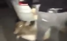 Un homme interpellé après avoir été identifié sur une vidéo où il jette un veau dans le vide