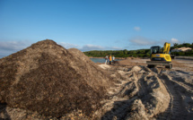 La préservation des posidonies au cœur du nettoyage de la plage de Capo di Feno