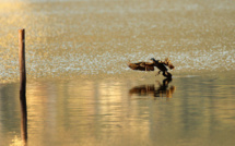 Biguglia :  l’écomusée du Fortin réouvre ses portes