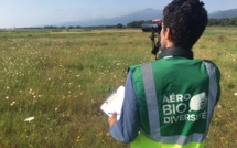 Biodiversité des aéroports : des tapis d’orchidées et des lichens exceptionnels en Corse