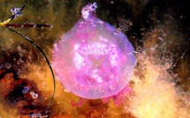 La photo du jour : La méduse rose d’Aregnu