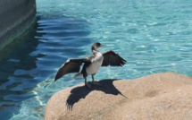 La météo du mardi 7 juillet 2020 en Corse