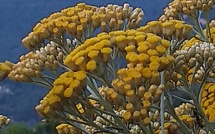 La photo du jour : a Muredda è u monte Gozzi