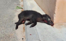 Cruauté envers les animaux : un marcassin éventré à Calvi