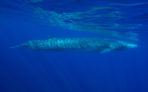 VIDEO - Sanctuaire Pelagos : Une baleine blessée par l'homme est à l'agonie 