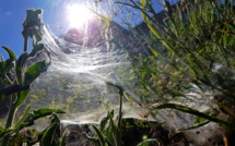 La photo du jour : l'Arpone pris dans une toile d'araignée