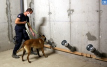  Après Porto-Vecchio, Ajaccio :  des chiens renifleurs pour dépister la COVID-19