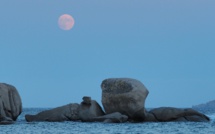 La photo du jour : pleine lune sur Palombaggia