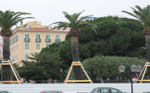 Ajaccio : On prépare le transfert des végétaux du square Campinchi