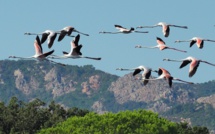 La photo du jour : vol de flamants roses au-dessus de Saint Cyprien