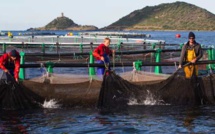 L’office de l’Environnement de la Corse organise les premières assises de la pêche et de l’aquaculture de Corse