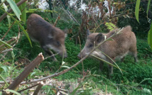 Chasse aux sangliers en Corse : la chevrotine n'est pas autorisée