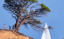 La photo du jour : le pin d'Acciaghju a perdu de sa superbe