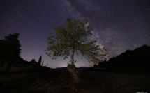 La photo du jour : un arbre sous une pluie d'étoiles 