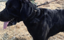  Travu : un jeune labrador retrouvé accroché au bord de la route