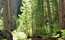 Une marque de bois d’œuvre devrait voir le jour en Corse