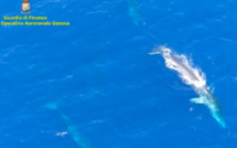 VIDÉO. Profitant de l'été, deux baleines nagent entre la Ligurie et la Corse