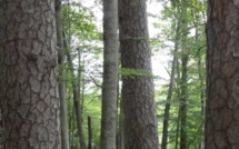 L'union régionale des communes forestières de Corse "condamne la politique menée par l’ONF"