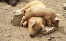 La photo du jour : la sieste du p'tit cochon 