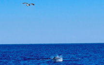 La photo du jour : un thon au large de Galeria