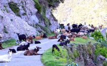 La photo du jour : entre Pietra et Novale