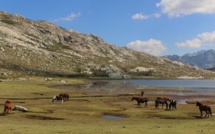 La photo du jour : les chevaux du lac de Ninu