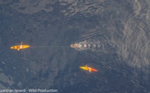 Des nouvelles de Thierry Corbalan, l'homme dauphin corse