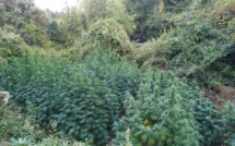 Rapale : 19 kilos de cannabis saisis par les gendarmes