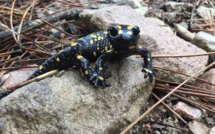 EN IMAGE : Quand la salamandre prend la pause