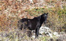 Les chevaux sauvages du massif de Tenda