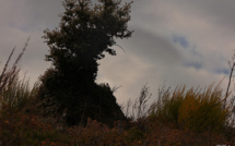 La photo du jour : visage végétal à Carbini