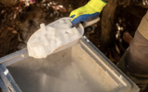 À Ajaccio on lutte contre les rats avec la glace carbonique