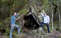 Votez pour l'arbre de l'année : U Liccionu di Matachjina d'Arghjusta è Muricciu