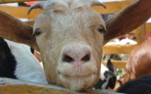 Fermeture du Port de Bonifacio : Les éleveurs corses dénoncent une décision qui "va impacter fortement la filière ovine laitière"