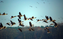 Grippe aviaire : la Corse placée en "risque modéré"