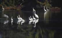 Porto-Vecchio : indispensables marais salants
