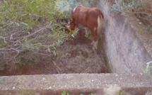 Calvi : les pompiers au secours d'un poulain 